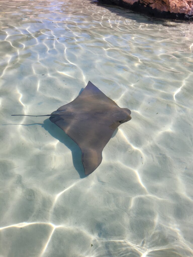 Arraia em piscina do Discovery Cove