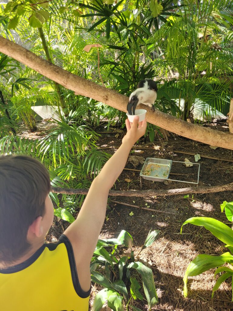 Menino alimentando um pássaro no Discovery Cove