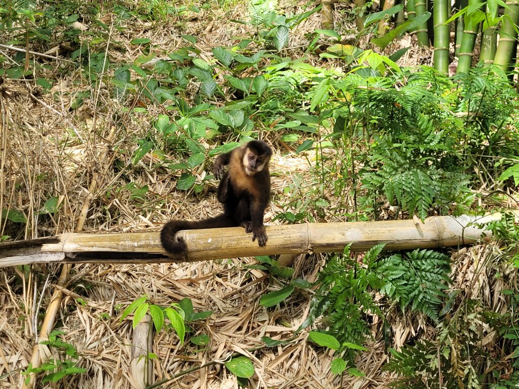 Macaquinho Costa da Lagoa