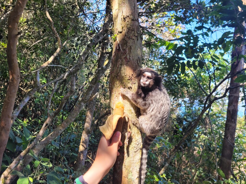 Macaquinho Trilha do Morro do Rapa