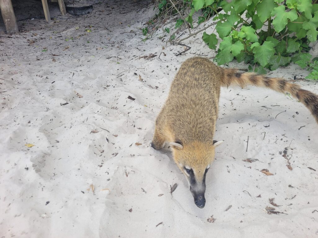 Quati na Ilha do Campeche