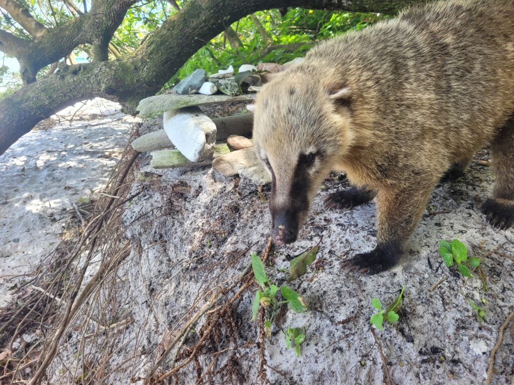 Quati na Ilha do Campeche
