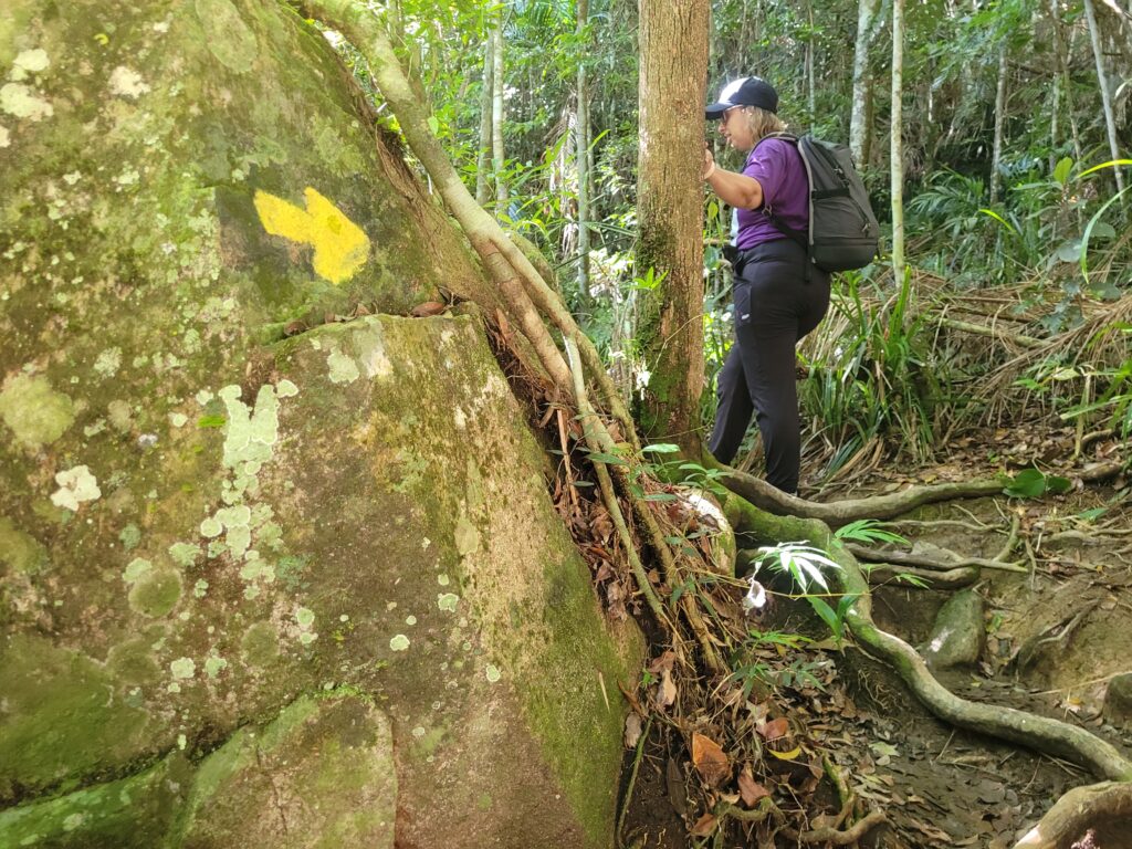 Trilha para o Morro da Coroa