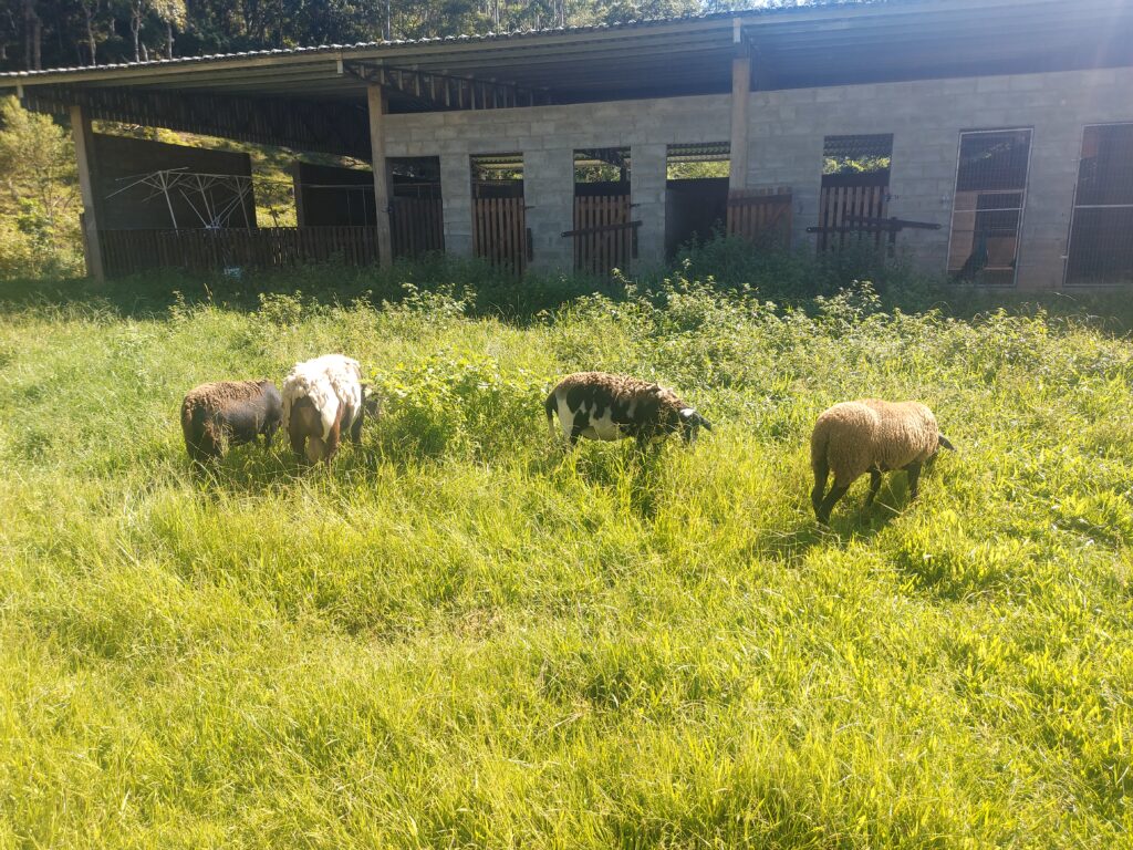 Animais Nova Itália Park Hotel