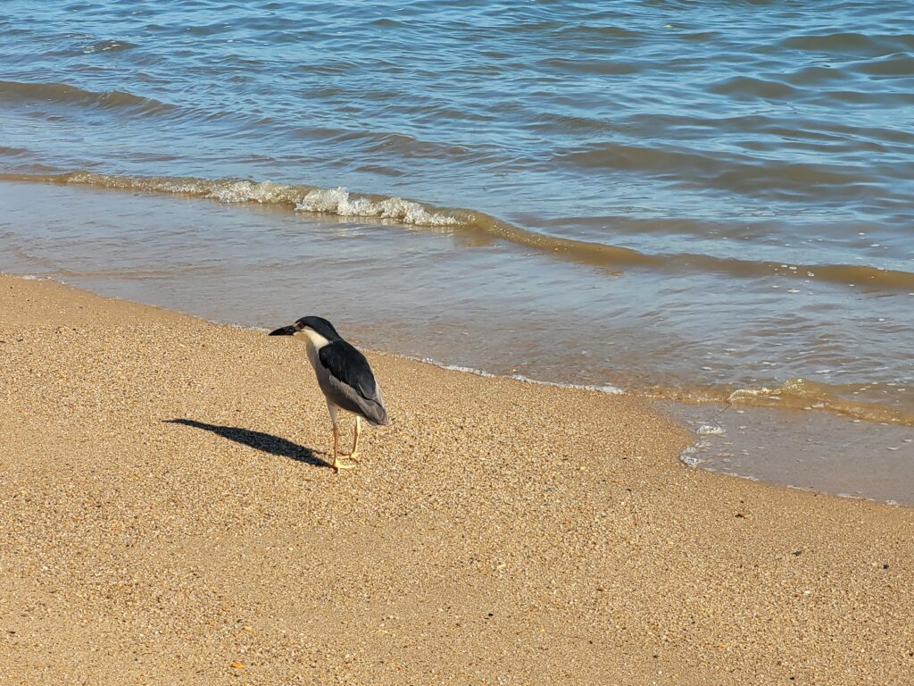 Gaivota na Praia Balneário Estreito