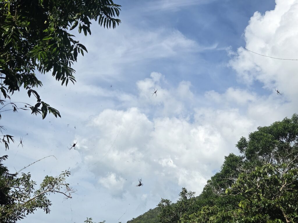 Aranhas na Trilha do Saquinho