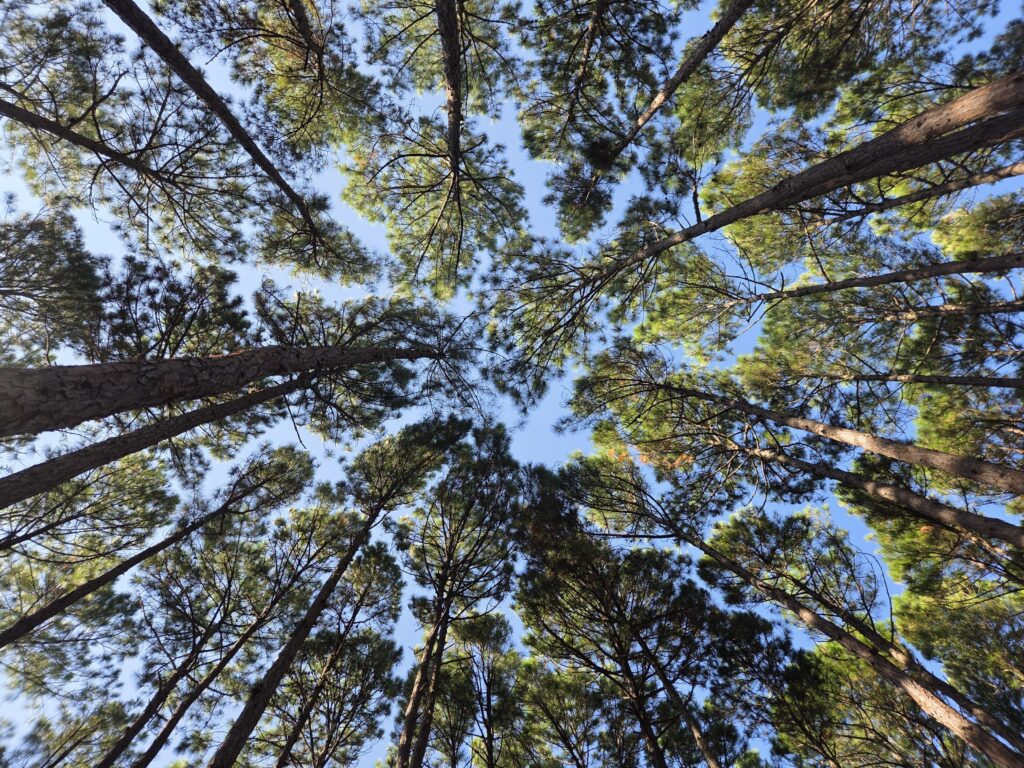 Pinus na Floresta do Moçambique