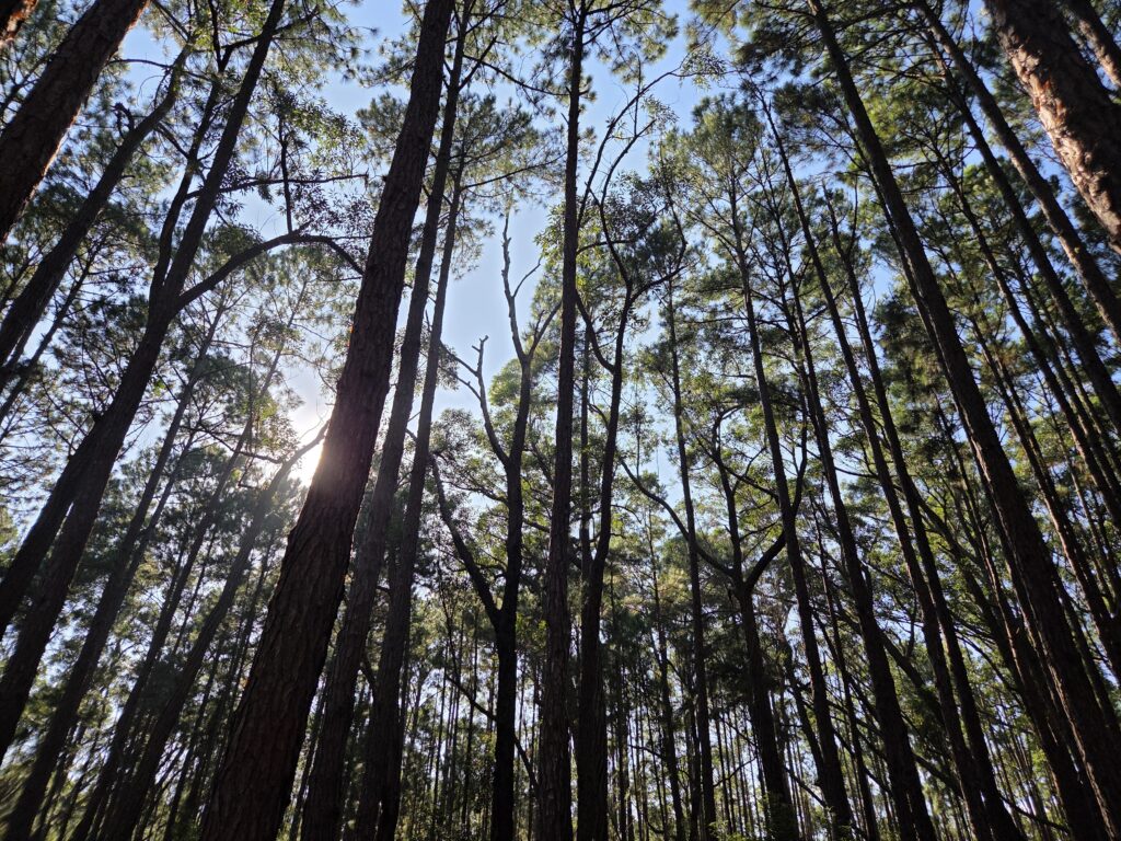 Pinus na Floresta do Moçambique