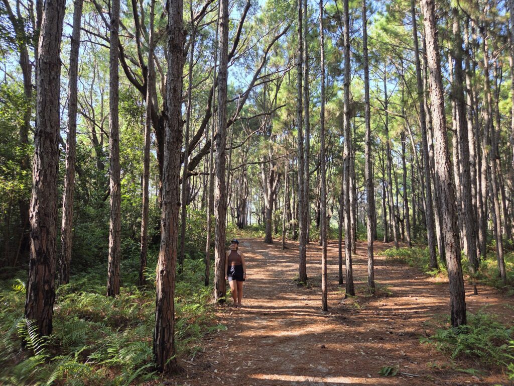 Floresta do Moçambique