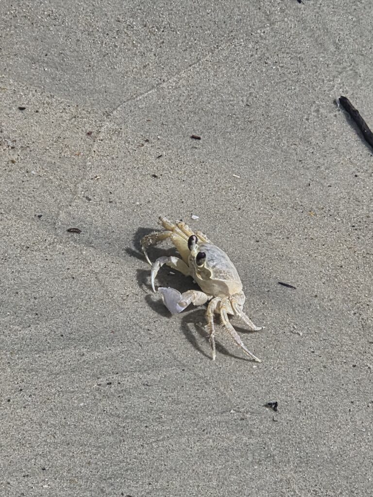 Siri na Praia do Saquinho