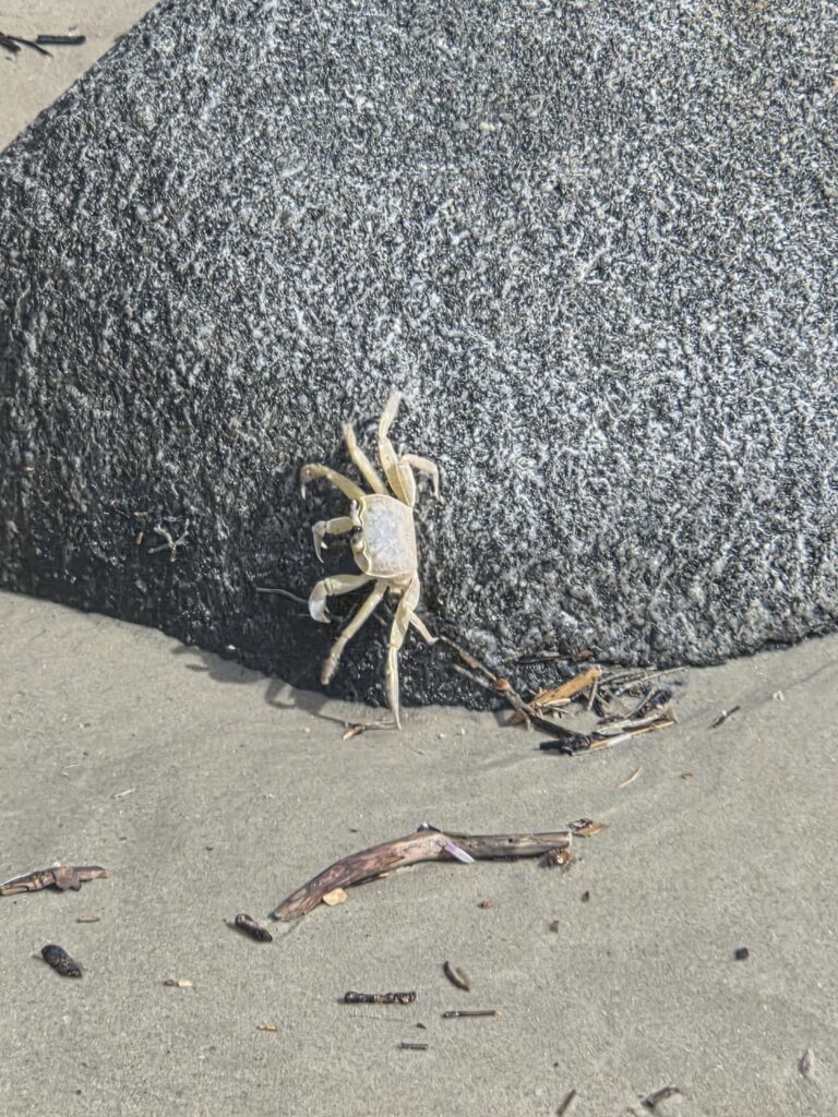 Siri na Praia do Saquinho