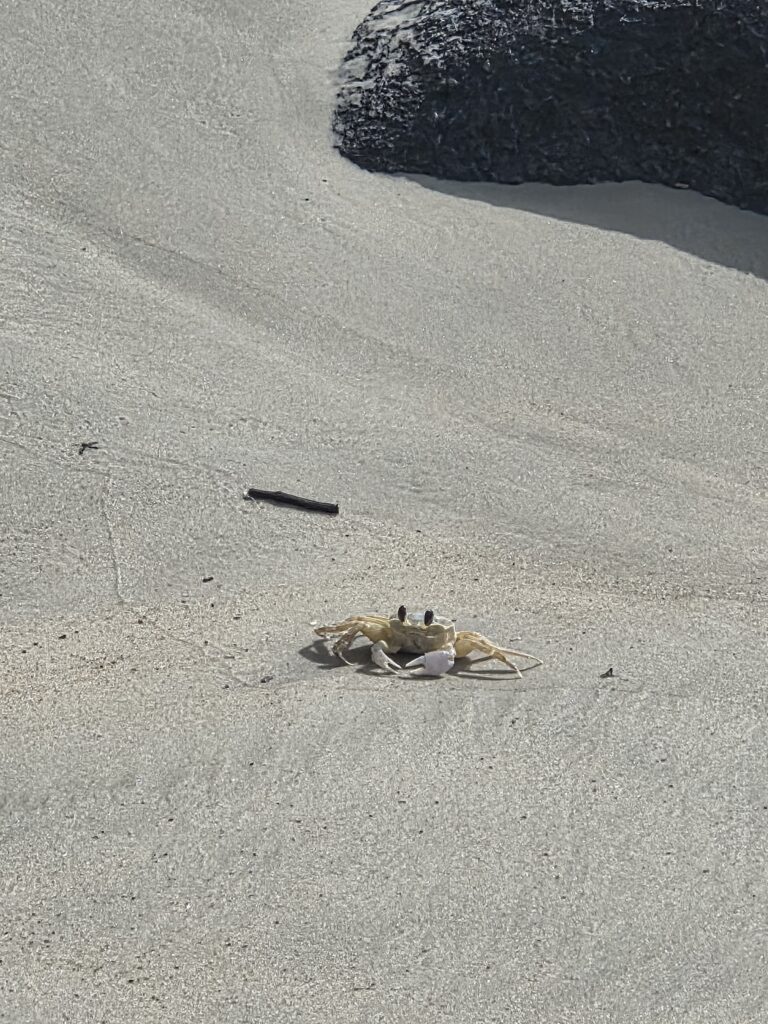 Siri na Praia do Saquinho