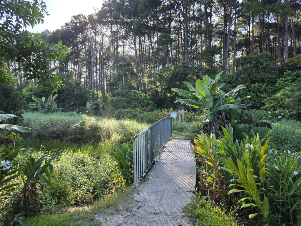 Trilha para Praia do Moçambique