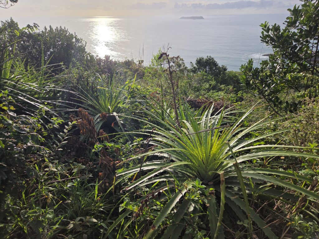 Trilha para Praia do Gravatá