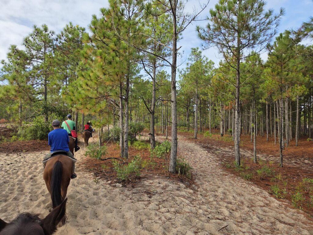 Passeio a Cavalo na Floresta Florianópolis