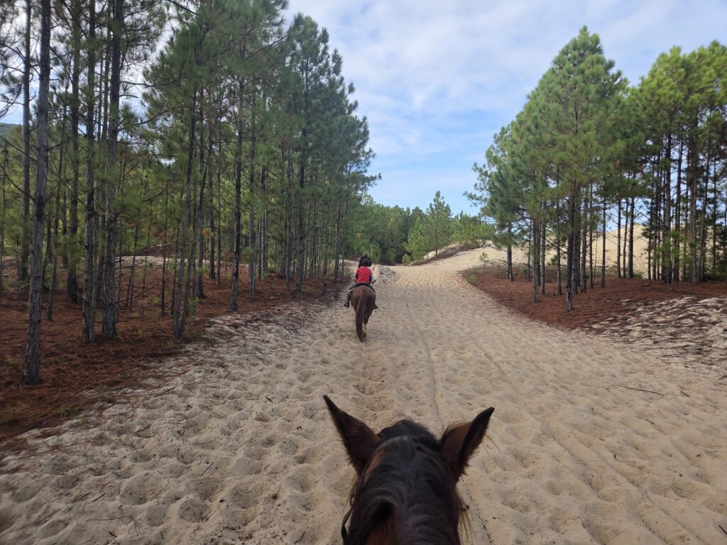 Passeio a Cavalo na Floresta Florianópolis