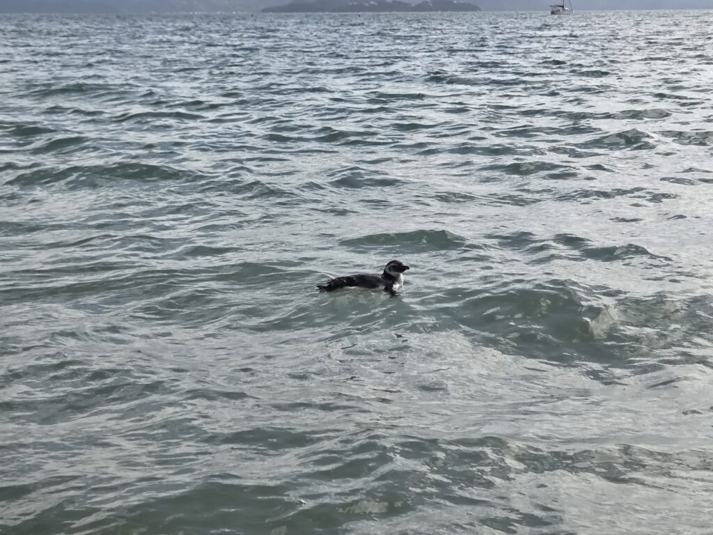 Pinguim em Jurerê