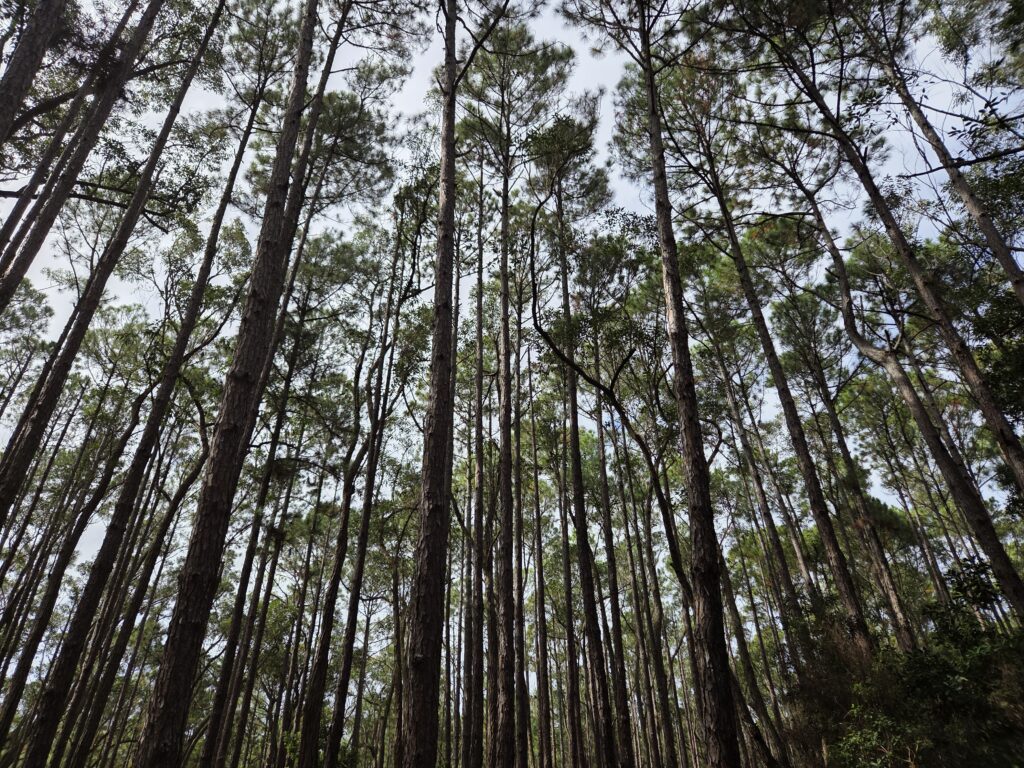 Floresta do Moçambique