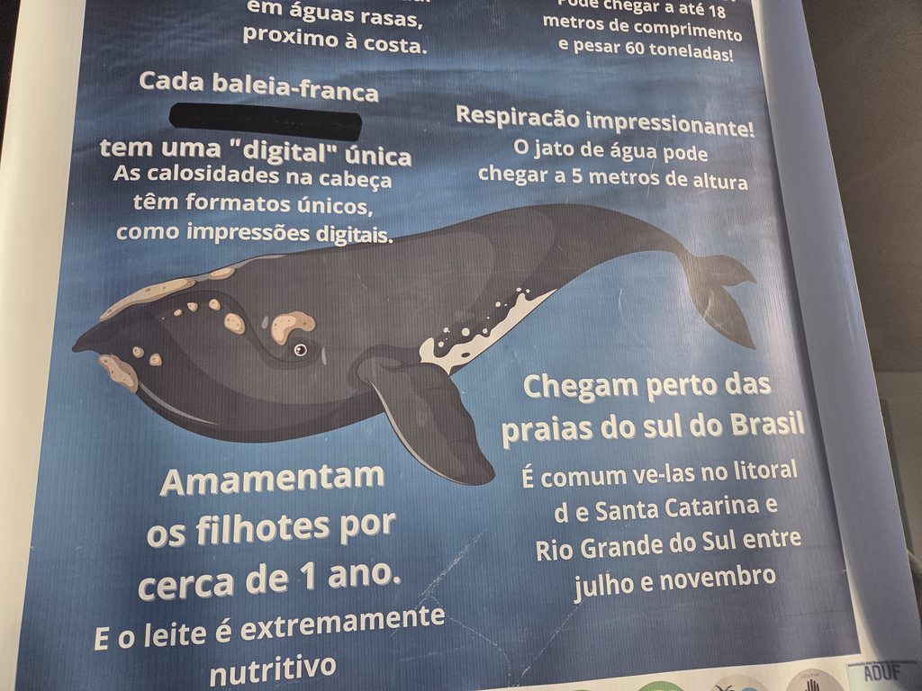 Exposição da Baleia Franca