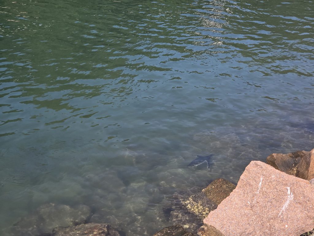 Pinguim na Barra da Lagoa