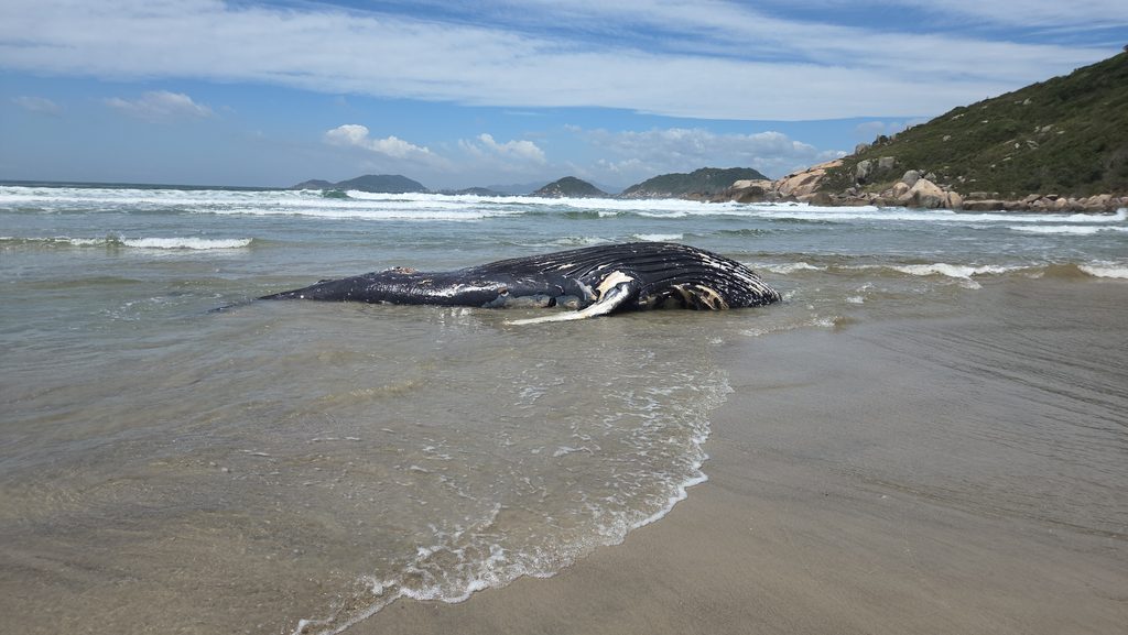 Baleia encalhada na Praia de Naufragados Floripa